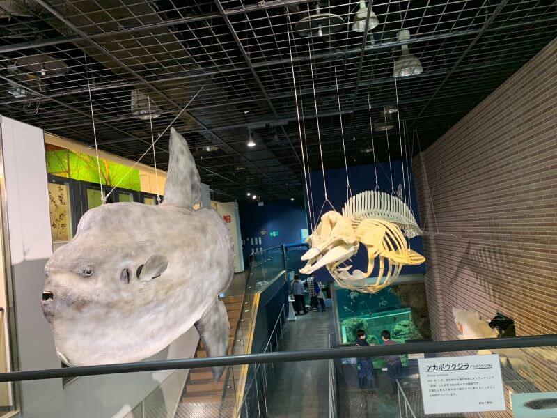 茨城県自然博物館　マンボウとクジラの骨格