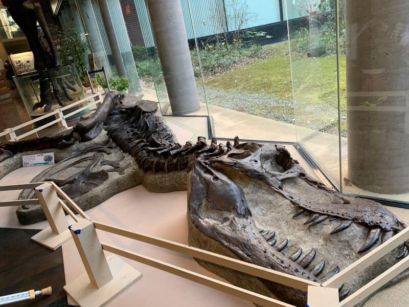 茨城県自然博物館恐竜広場化石
